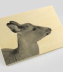 Wood-postcard-2